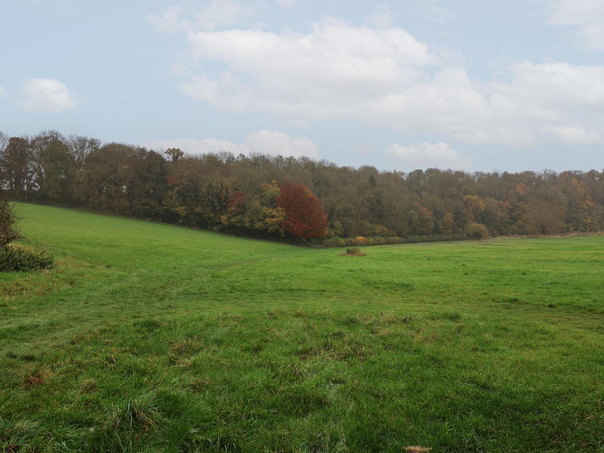 Meadow View